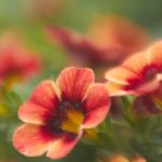 日本漫画动漫屋:探索日本动漫文化的奇妙世界与精彩作品 ohwhdyf